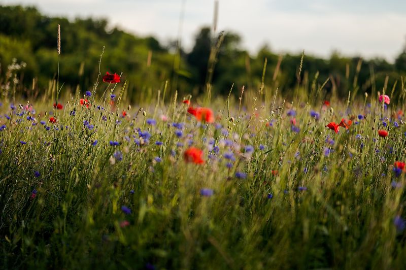 Morning light wins this round