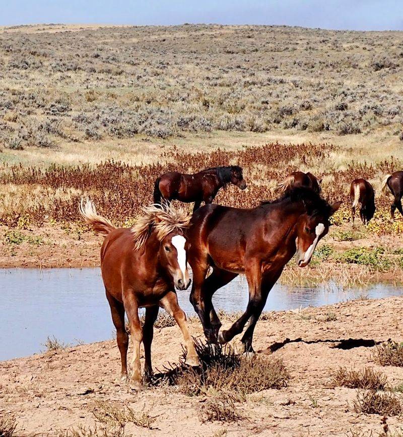 McCullough Peaks Wild Horse Herd Management Area (Wyoming)