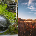 This Breathtaking New Jersey Wilderness Was Nearly Turned Into an Airport