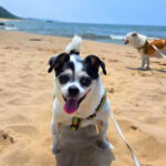 This Dune Trail Hike Ends With One of the Most Beautiful Beaches on Lake Michigan