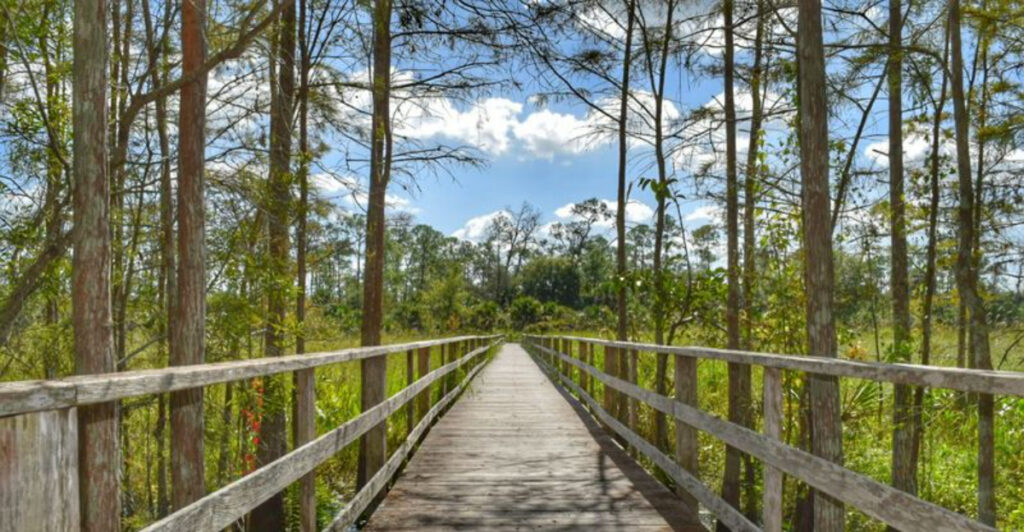 This Enchanting Florida Trail Winds Through a Cypress Forest on Wooden Paths That Feel Straight Out of a Fairytale