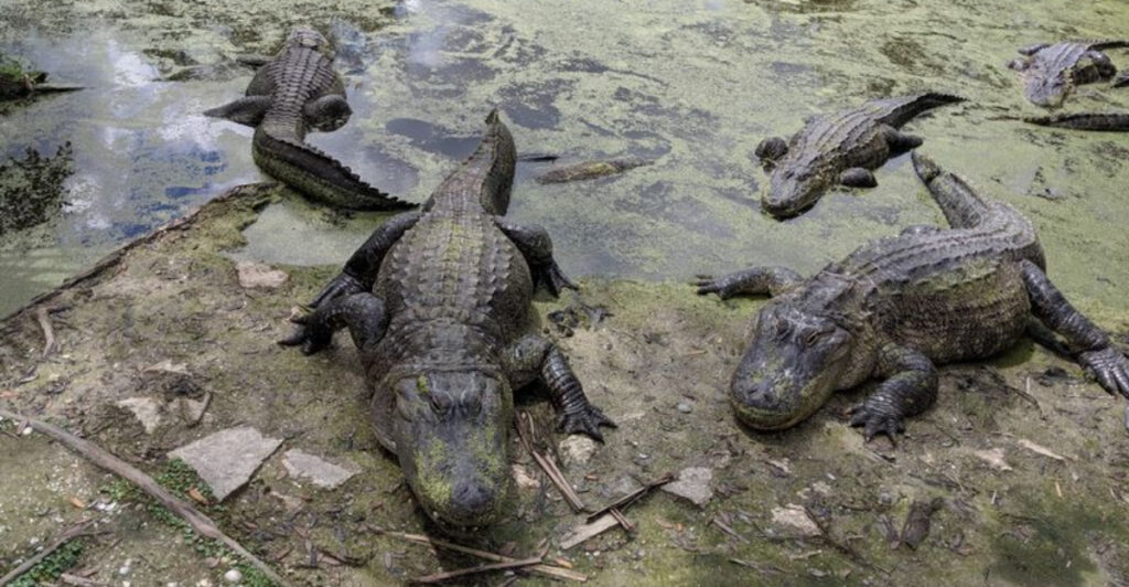 This Florida Attraction Looks Fun Until You Get Too Close