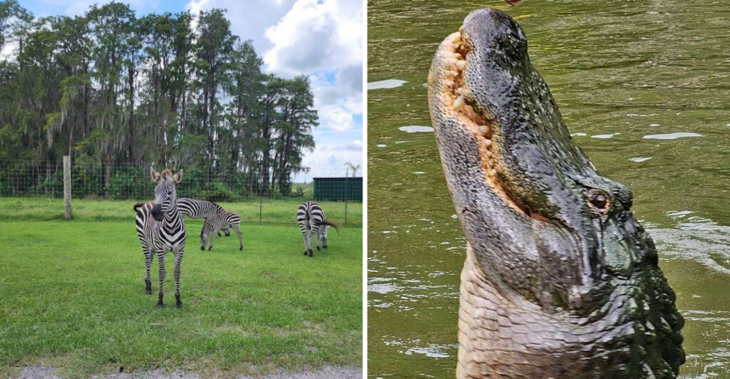 This Florida Safari Park Lets You Drive Right Past Incredible Wild Animals