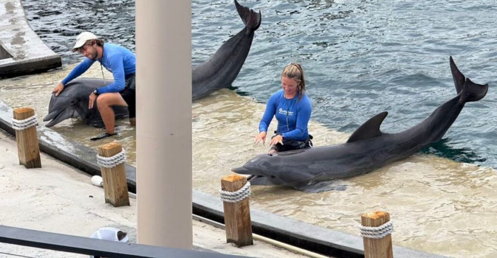 This Fort Walton Beach Marine Park Lets You Get Up Close with Dolphins, Sea Lions, and Unforgettable Coastal Wildlife