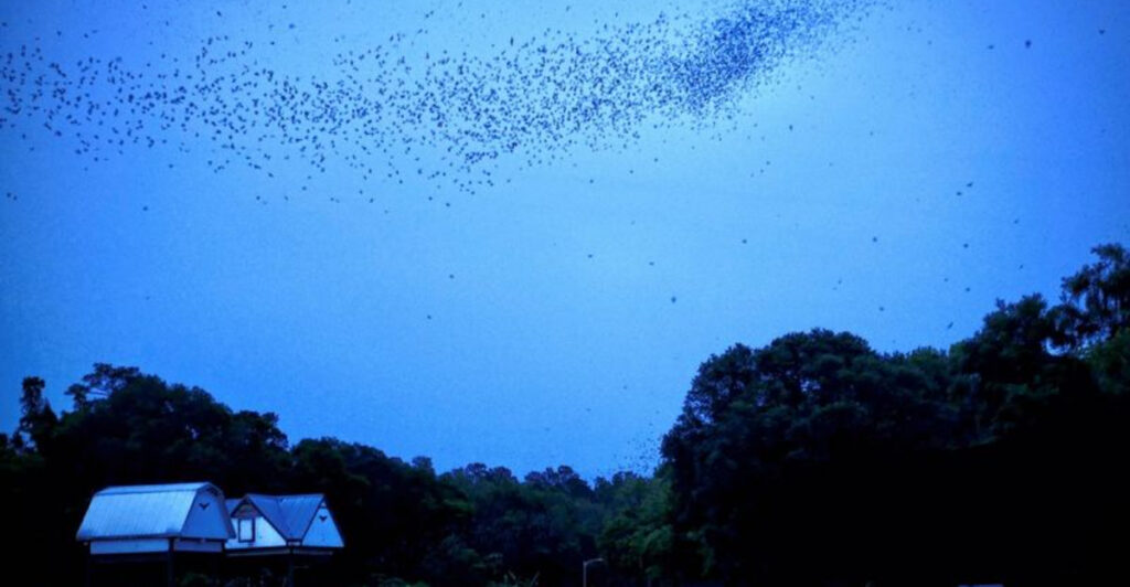 This Gainesville Spot Hosts One of Florida’s Most Incredible Bat Spectacles
