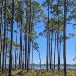 This Hidden Florida State Park Is a Coastal Paradise with Rare Dune Lakes, Quiet Trails, and Pristine Shores