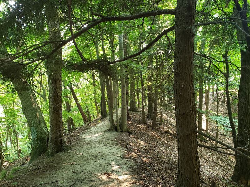 Where to Find This Forest Sanctuary