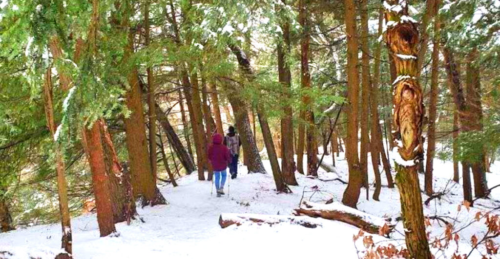 This Hidden Forest Preserve Near the Lakeshore Is So Peaceful