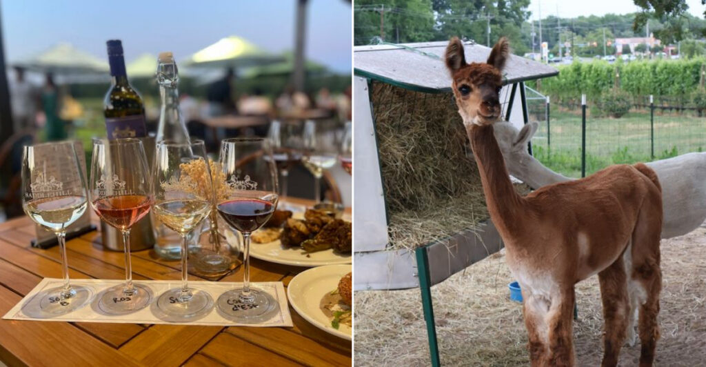This Hidden Gem in New Jersey Turns Wine Tasting Into an Alpaca Hangout