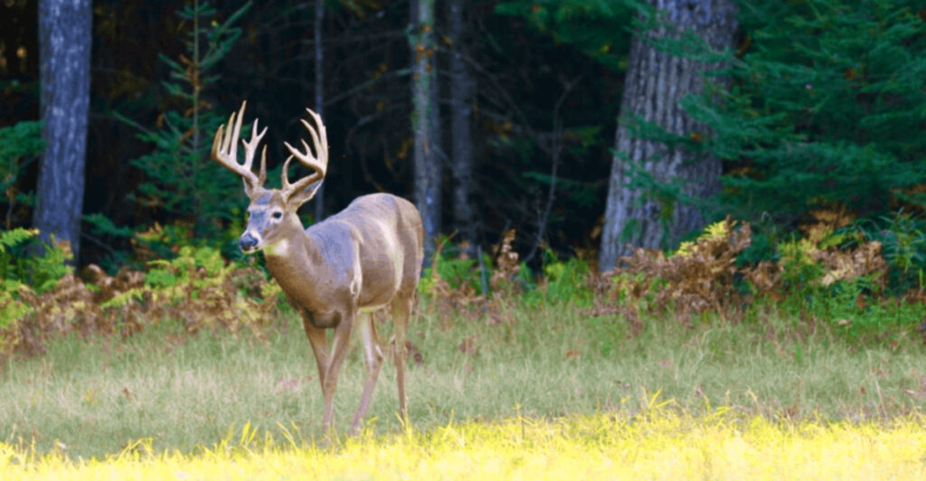 This Hidden Michigan Ranch Has 350 Deer, Private Fishing, and Almost Zero Crowds