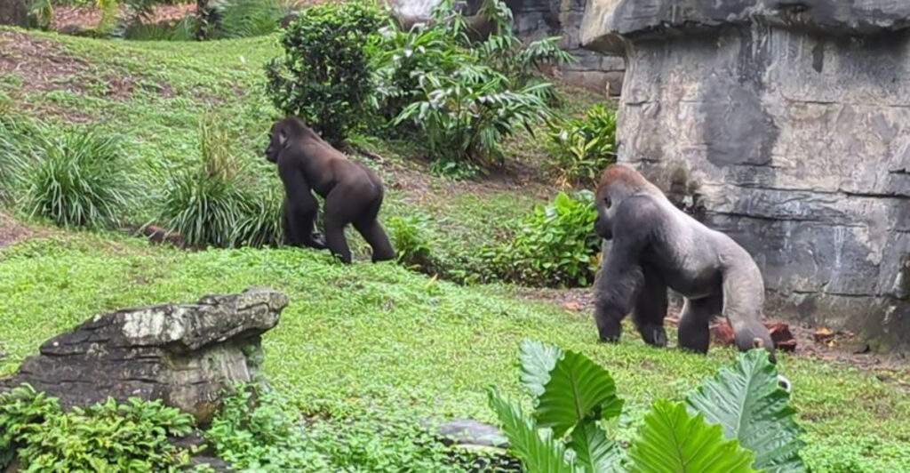 This Hidden Wildlife Trail in Disney World Lets You See Gorillas Up Close