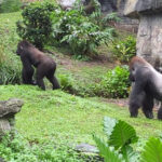 This Hidden Wildlife Trail in Disney World Lets You See Gorillas Up Close