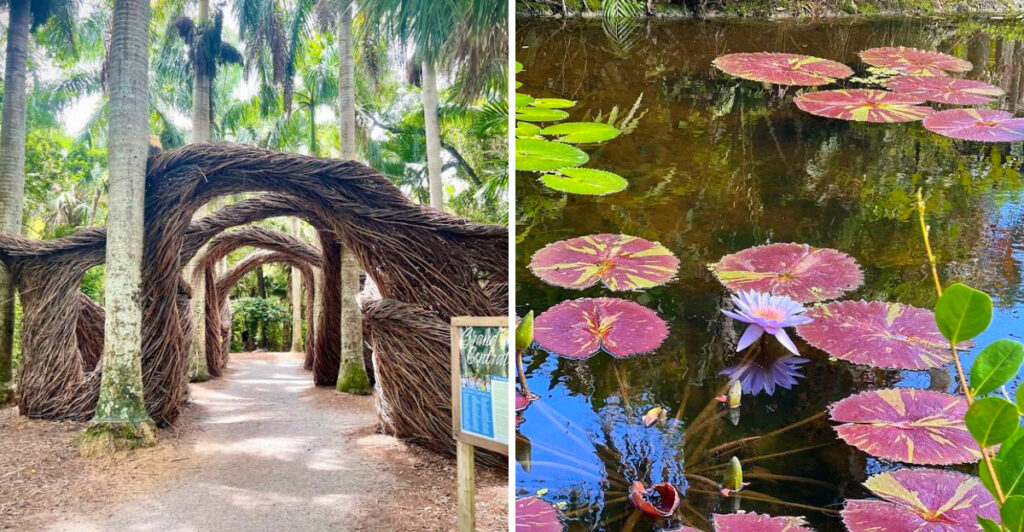 This Historic Vero Beach Garden Is Home to America’s Most Famous Waterlily Collection