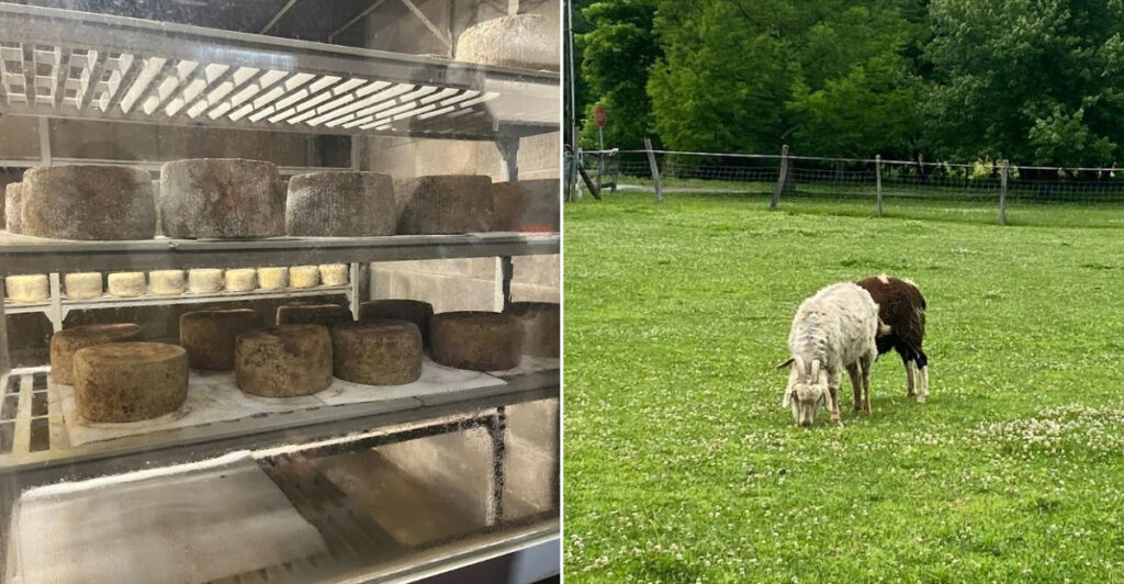 This Massive Cheese Store in New Jersey Turns “Quick Stop” Into a Full Adventure
