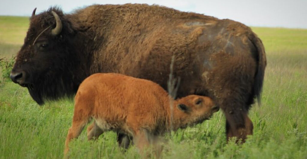 This Massive Oklahoma Prairie Is Home to Thousands of Free-Roaming Bison
