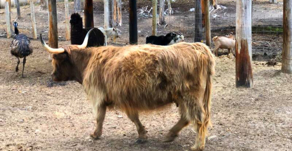 This Michigan Zoo Lets You See Bison Roaming Just Feet Away