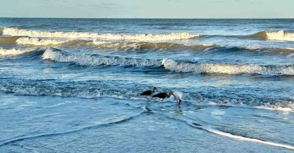 This Naples State Park Is Famous for Pristine White-Sand Beaches, Turquoise Waters, and Some of the Best Shelling in Florida