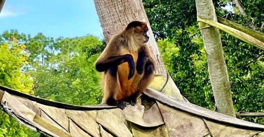 This Naples Zoo Lets You Cruise Past Monkeys on Islands, Spot Rare Wildlife Up Close, and Wander Through a Tropical Garden Paradise