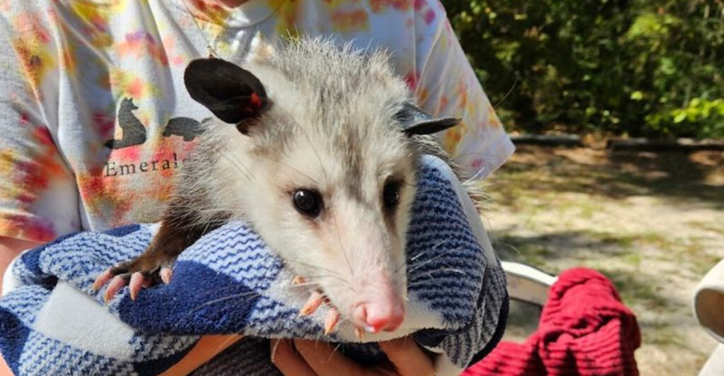 This Navarre Wildlife Refuge Offers Up-Close Encounters with Rescued Animals and a Chance to See Florida’s Wild Side Up Close
