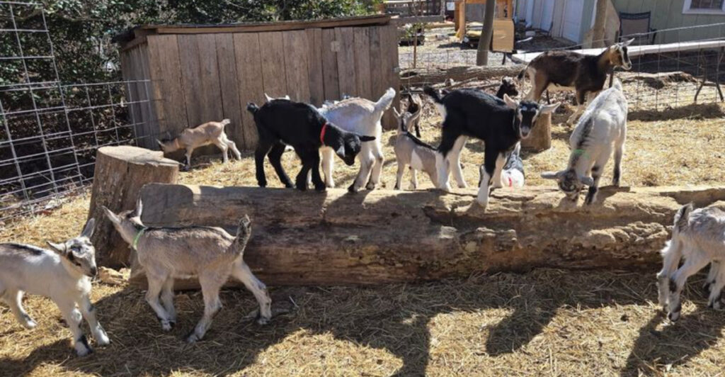 This New Jersey Goat Farm Is the Cutest Day Trip You’ll Take All Year