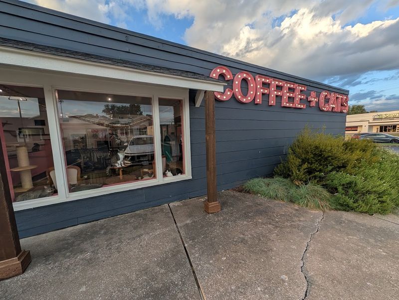 Where You Will Find This Cat-Filled Coffee Haven