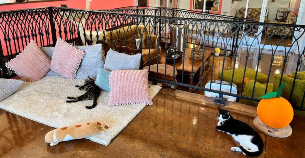 This Oklahoma Coffee Shop Comes With 40 Furry Friends