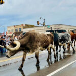 This Oklahoma Landmark Is the Largest Stocker and Feeder Cattle Market on Earth