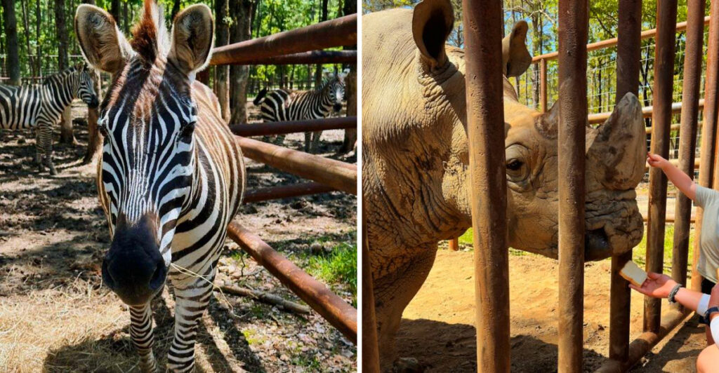 This Oklahoma Park Lets You Feed Zebras From Your Window