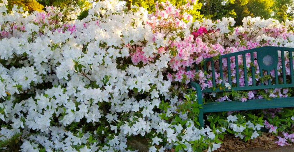 This Oklahoma Park Turns Into a Sea of Azaleas Every April
