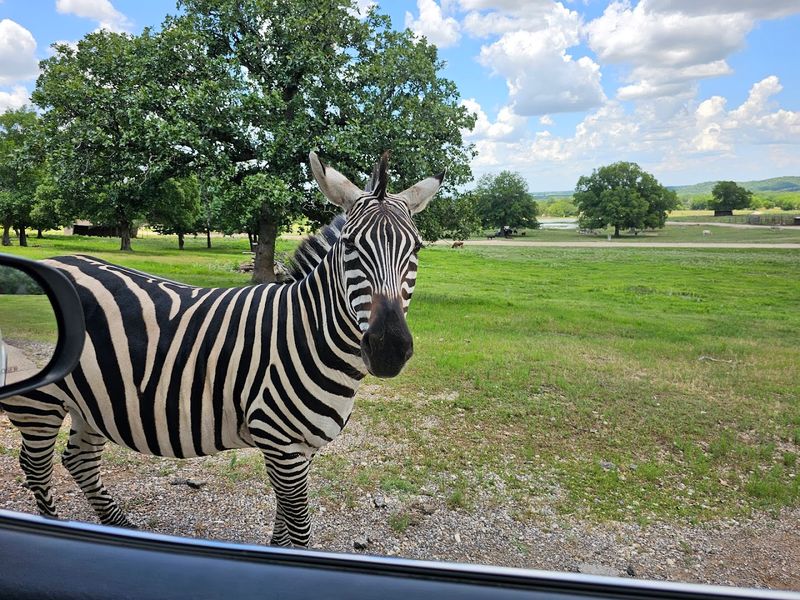 Where the Wild Things Are: Location and First Impressions