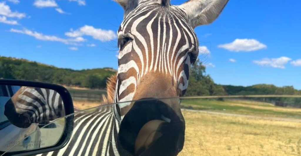 This Oklahoma Safari Lets Animals Walk Right Up to Your Car