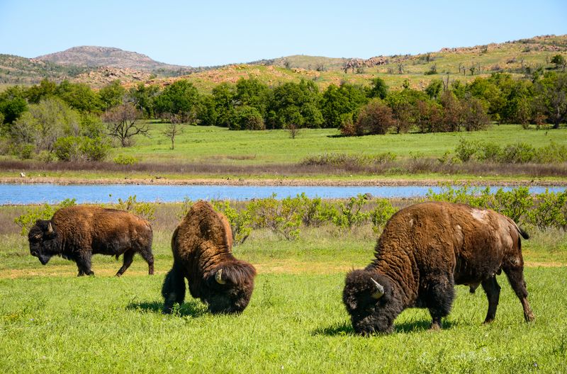 Wichita Mountains Wildlife Refuge: A Wild Landscape Full of Life
