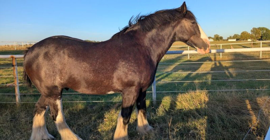 This Quiet Oklahoma Haven Lets You See Beautiful Horses for Free