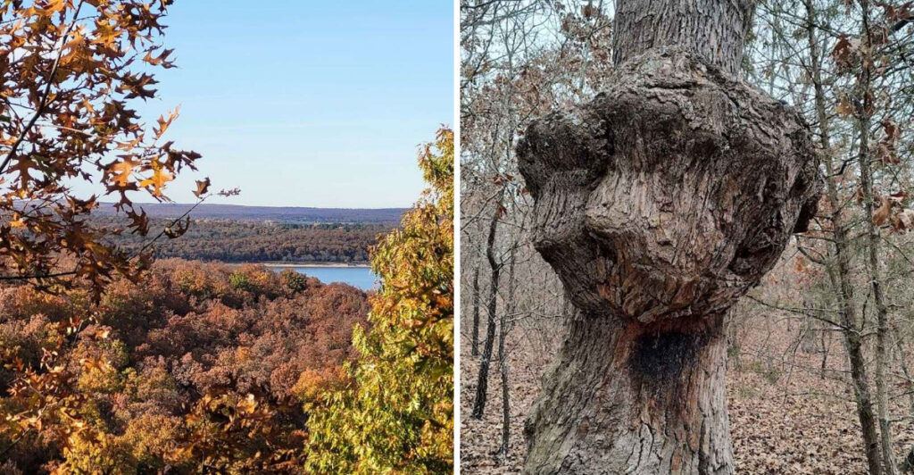 This Rare Oklahoma Forest Is Filled With Trees That Are Hundreds of Years Old