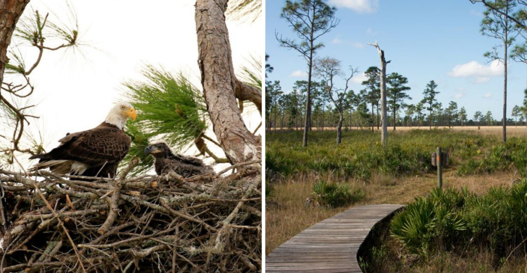 This Remote Florida Wilderness Is a Paradise for Wildlife Lovers