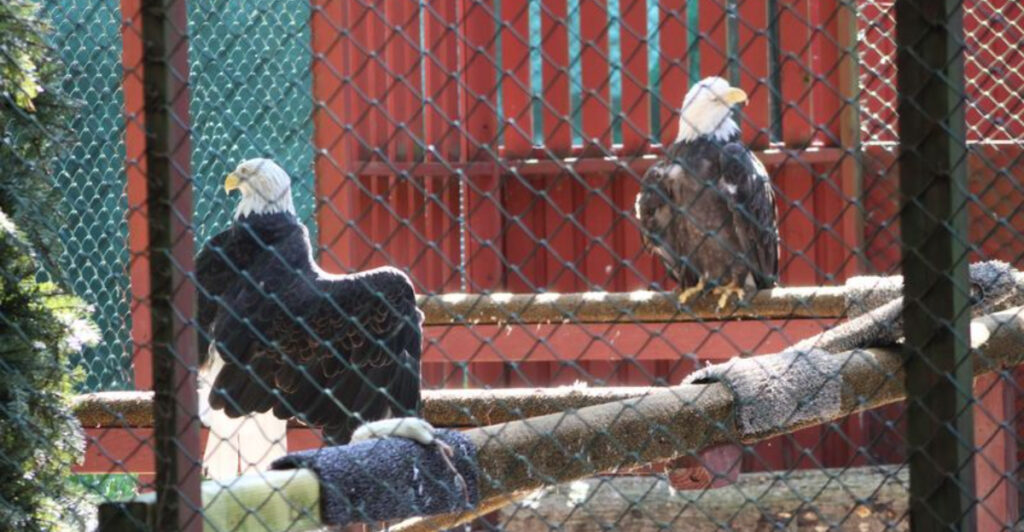 This Rescue Center Is Quietly Sending “Broken-Wing” Birds Back Into the Wild
