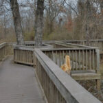 This Scenic Boardwalk Trail Might Be Oklahoma’s Best Hidden Nature Spot