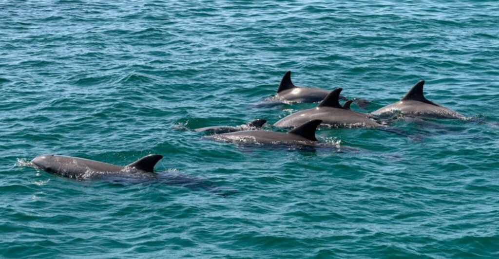 This Scenic Destin Boat Tour Is One of the Best Ways to Spot Dolphins