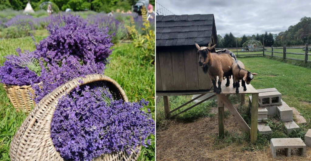 This Scenic Lavender Retreat Offers More Than Just Pretty Views