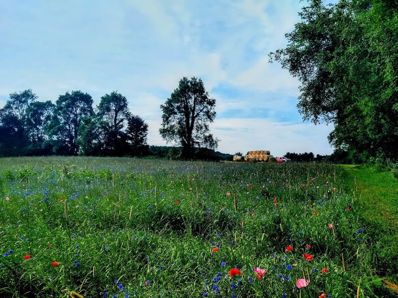 The address that leads to the color