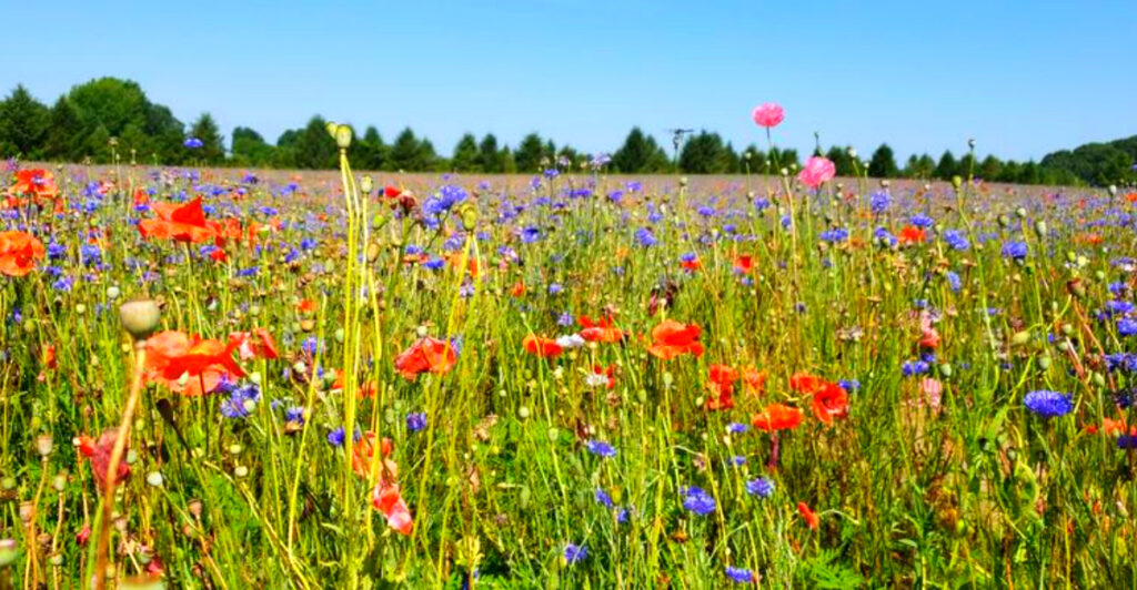 This Stunning Michigan Poppy Field Looks Like a Monet Painting Come to Life