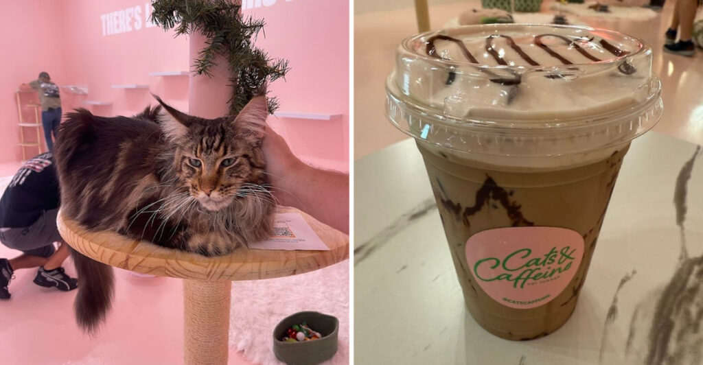 This Tampa Café Lets You Sip Coffee With Rescue Cats