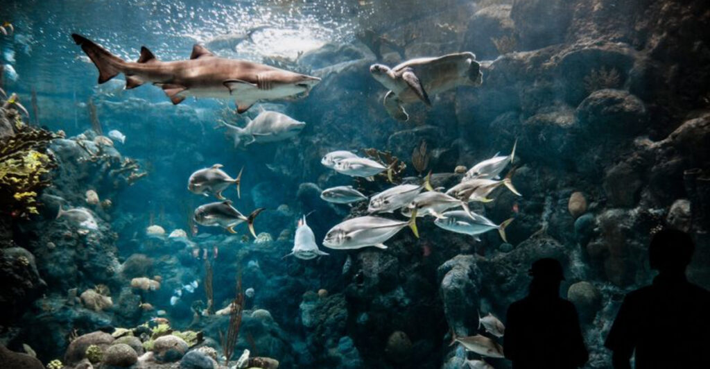 This Tampa Waterfront Aquarium Lets You Dive Into Florida’s Wildest Marine Life Without Getting Wet
