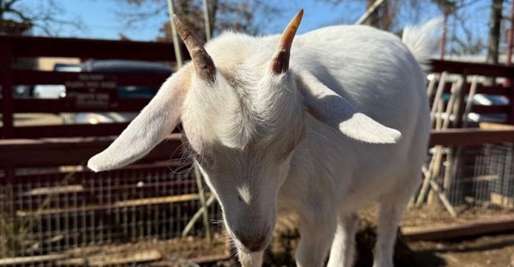 This Unique Oklahoma Animal Rescue Lets Visitors Feed and Pet Dozens of Animals