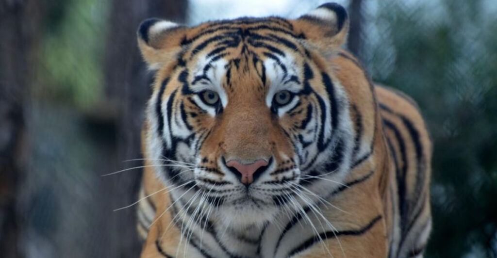 This West Palm Beach Wildlife Sanctuary Lets You Get Within Feet of Tigers and Lions