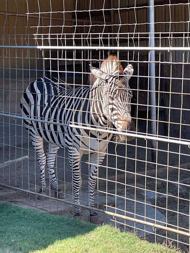 The Snack Bar, Concessions, and a Caramel Apple Worth Mentioning