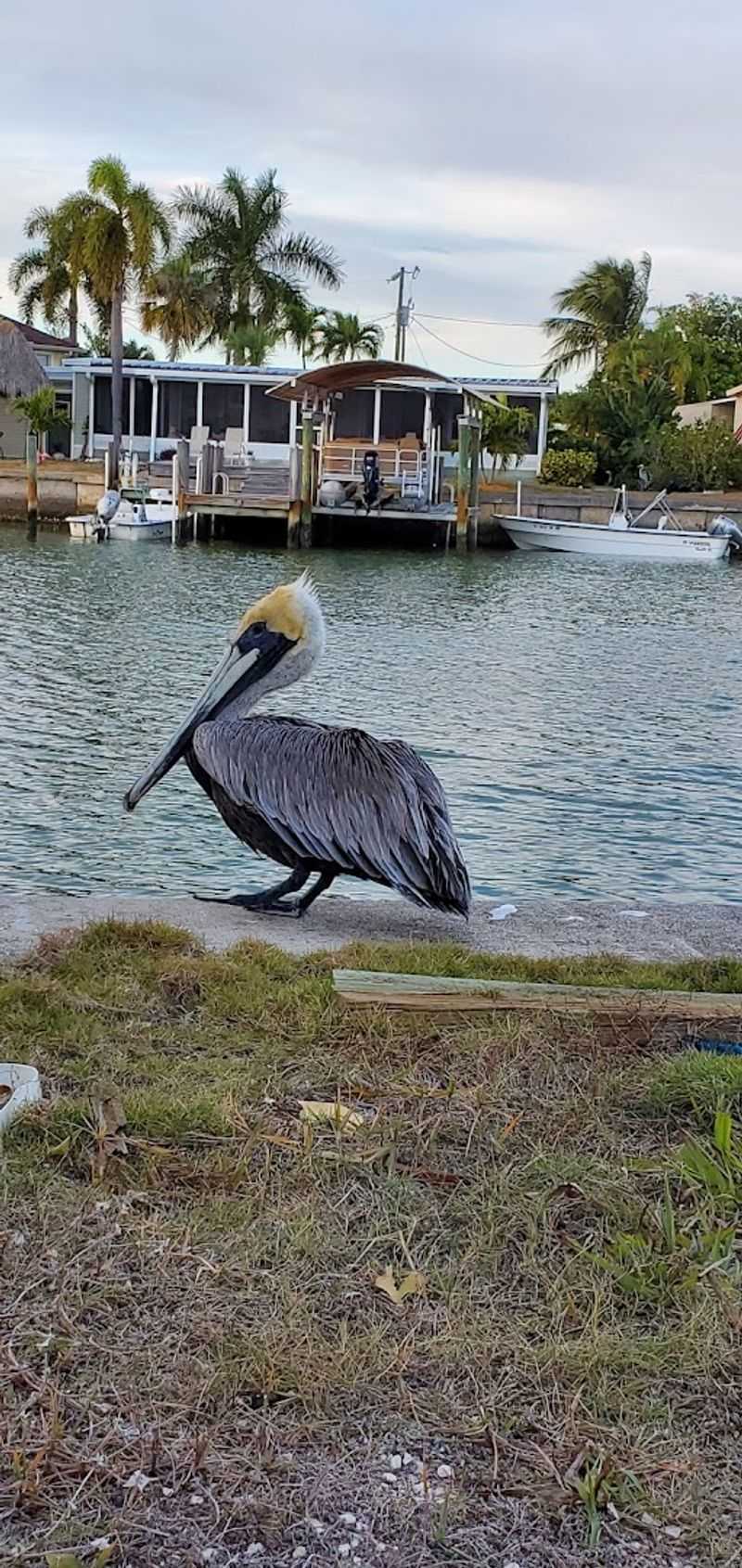 Wildlife That Shares the Island With You