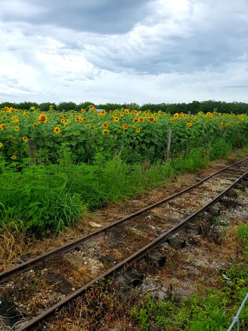 Train Rides Around the Property