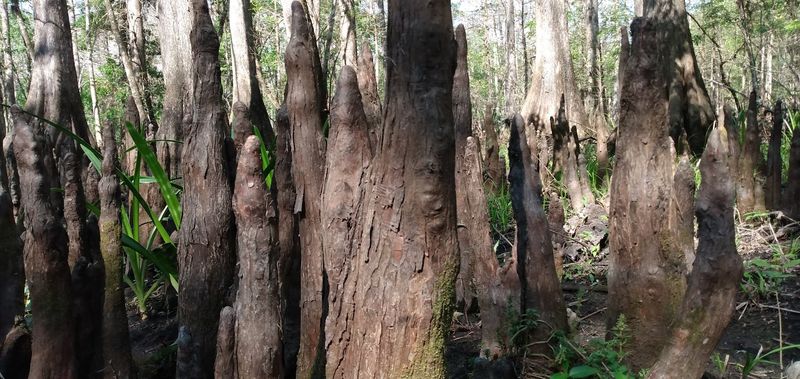 What Makes It Feel Different From Every Other Florida Park