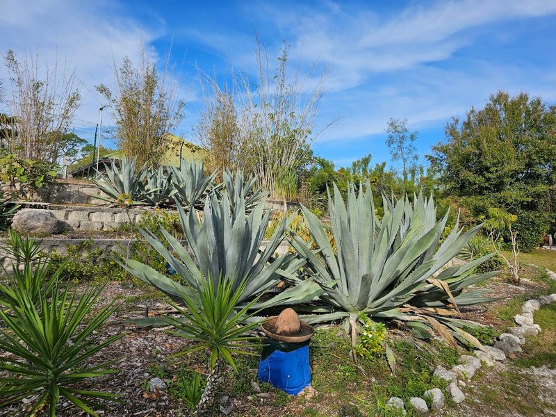 The Aloe Collection and Other Unexpected Plant Highlights